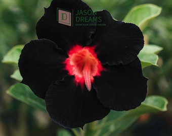 5 Semi Di Adenium Obesum 'Black Eagle' - Rosa Del Deserto, Semi Freschi Per Pianta Grassa Da Appartamento Fiorita
