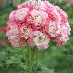 Pelargonium seeds - Etsy 日本