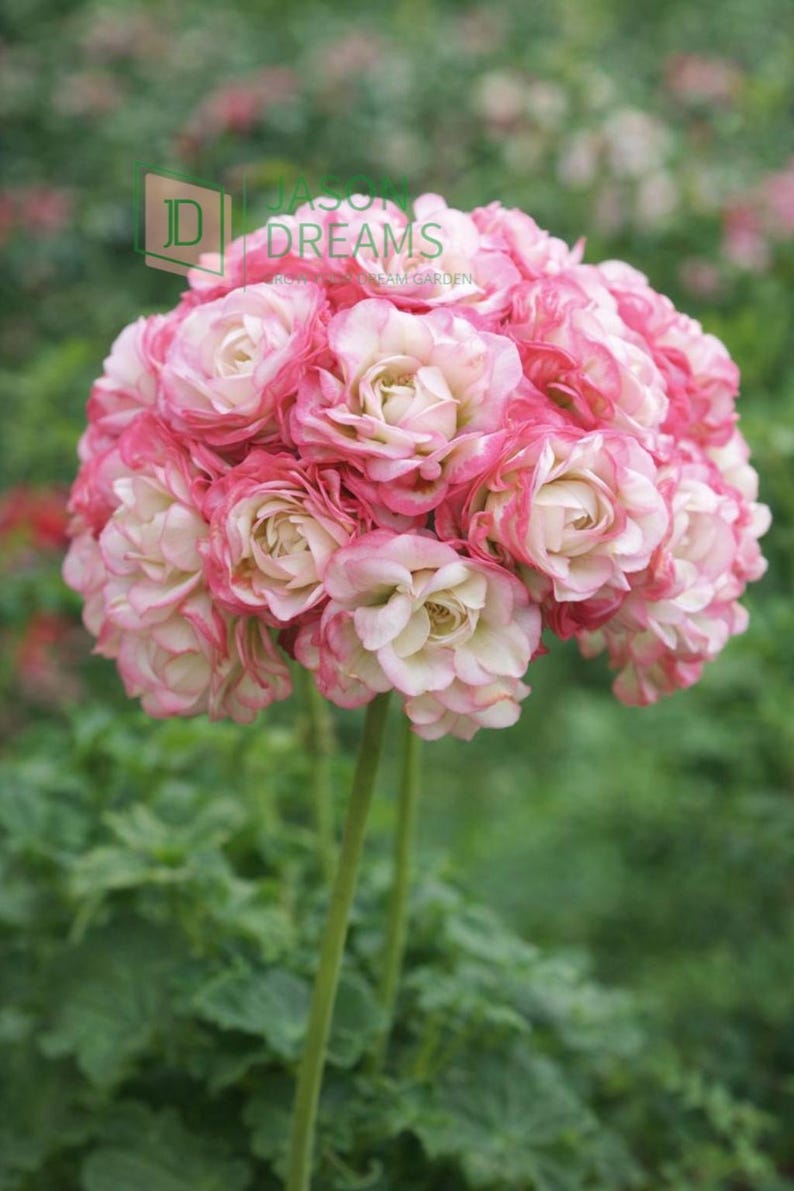 jasondreams Geranium Seeds