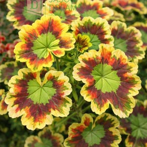 Rare Variegated Geranium Seeds – 100 Pcs Decorative Geranium for Garden & Pots