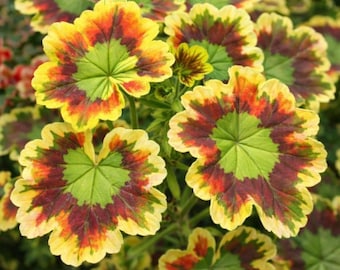 Rare Variegated Geranium Seeds – 100 Pcs Decorative Geranium for Garden & Pots