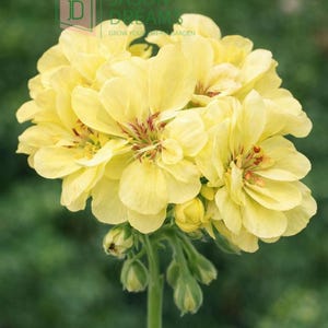 May include: Close-up of a cluster of pale yellow geranium flowers with red markings in the center. The petals are layered and delicate. The flower is on a green stem with unopened buds. The background is a blurred green.