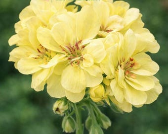 Geranium 'Custard Cream' 10 Samen - Gelbe Blumengeranie für Garten, Töpfe & Landschaftsbau