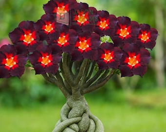 Semillas de Rosa del Desierto Marrón y Negra con Corazón Rojo Fuego – 6 piezas de Adenium Obesum Raro