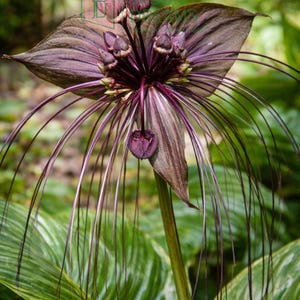 Puede incluir: Primer plano de una flor de murciélago negra con largos filamentos en forma de bigotes. La flor tiene pétalos de color púrpura oscuro y un grupo central de capullos. El fondo presenta follaje verde, creando un tema botánico natural.