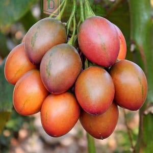 Könnte beinhalten: Nahaufnahme einer Traube Tamarillos, auch Baumtomaten genannt, in verschiedenen Farbtönen von Orange, Rot und Braun. Die ovalen Früchte hängen an grünen Stielen, vor einem verschwommenen grünen Hintergrund.