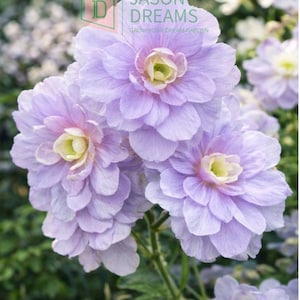 Peut inclure: Gros plan sur plusieurs fleurs violet clair avec des pétales superposés et des centres jaunes. Les fleurs sont en pleine floraison, avec une tige verte et des feuilles en arrière-plan. Le texte "JASON DREAMS GROW YOUR DREAM GARDEN" est visible.