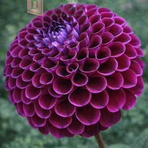 May include: Close-up of a fully bloomed dahlia flower. The flower has layers of deep purple petals, with a darker center. The stem is a light brown color, and the background is a blurred green.