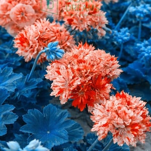 Puede incluir: Primer plano de flores con pétalos naranjas y rojos moteados de blanco, sobre un fondo de follaje azul. La imagen tiene una calidad onírica, con el texto "JASON DREAMS" visible. Una llamativa exhibición floral.