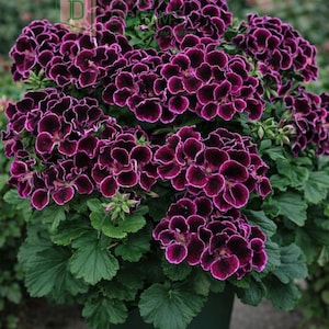 May include: A vibrant potted geranium plant with clusters of deep purple flowers edged in white. The plant has lush green foliage and is set in a dark green pot, creating a striking contrast.