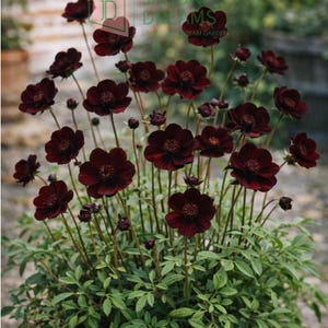 May include: A pot of dark burgundy cosmos flowers with green foliage. The flowers have a velvety texture and are in full bloom. The image is taken outdoors, with a blurred background of a brick wall and greenery.