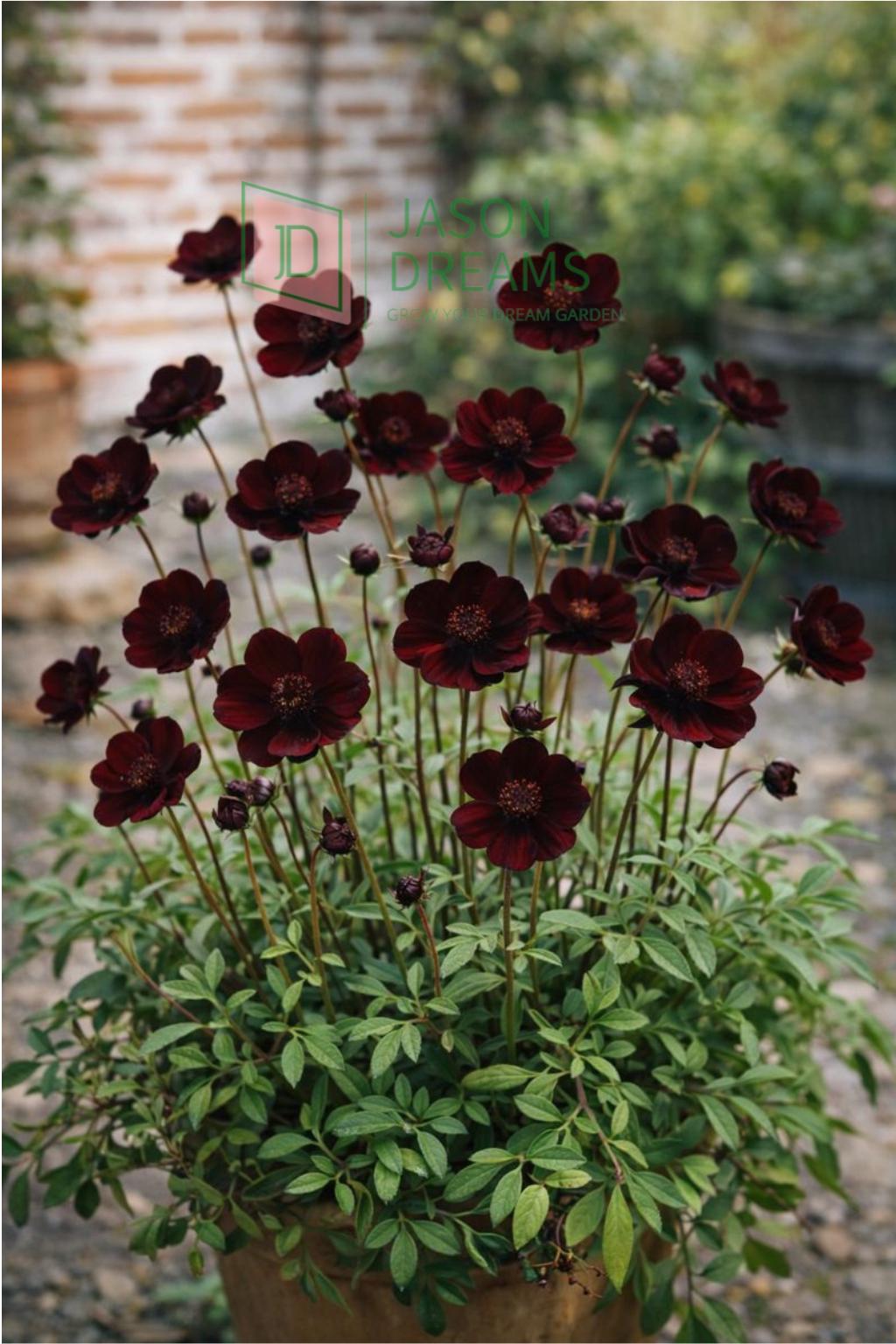 black pepper seeds for planting Royal Black Pepper Seeds 50+ Seeds