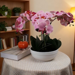 Może przedstawiać: Różowa roślina orchidei w białej misce na okrągłym stole. Orchidea ma duże płatki i ciemnozielone liście. Na stole znajduje się również mała pomarańczowa dynia i książka. W tle drewniany regał i lampa.