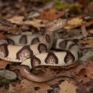 Peut inclure: Une figurine de serpent réaliste au corps beige clair orné de motifs brun foncé en forme de sablier sur le dos. Le serpent est enroulé avec la tête relevée, présentant des écailles détaillées et une finition peinte lisse sur toute sa surface.