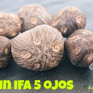Noten en zaden / Ikin Ifa / Ifa-waarzeggerij / Isefa / Itefa (5 ogen)