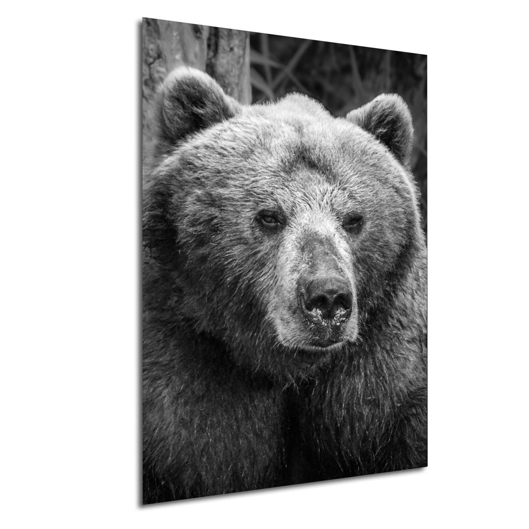 Kamchatka Russia Brown Bear Portrait Black and White Wildlife ...