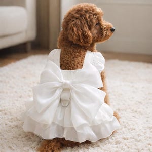 May include: A brown dog wearing a white dress with a large bow on the back. The dress has a tiered skirt and a silver metal ring for attaching a leash. The dog is sitting on a white carpet.