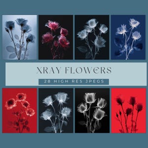 May include: A collection of eight images featuring X-ray floral art. The images showcase roses in various colors, including blue, red, and white, against dark and vibrant backgrounds. Text on the image reads "XRAY FLOWERS" and "28 HIGH RES JPEGS."