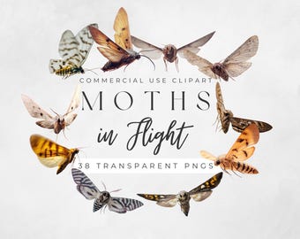 Flying Moths - 38 Transparent ClipArt PNGs