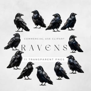 Peut inclure: Illustration num&eacute;rique de onze images clipart de corbeaux noirs. Les corbeaux sont repr&eacute;sent&eacute;s dans diverses poses, avec des textures de plumes d&eacute;taill&eacute;es. Le mot "RAVENS" est affich&eacute; dans une police stylis&eacute;e, avec le texte "COMMERCIAL USE CLIPART" et "11 TRANSPARENT PNGS".