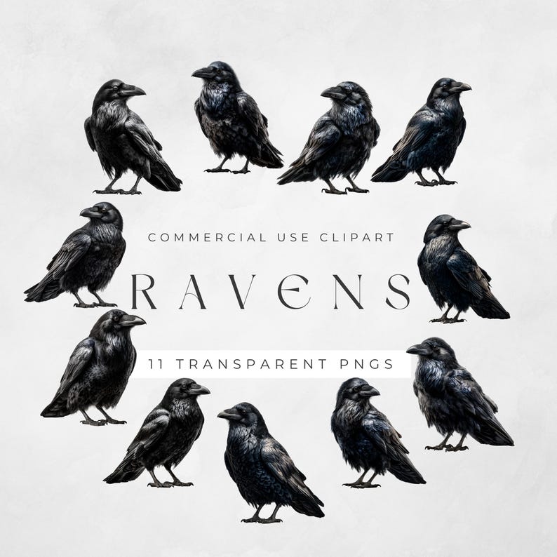 Peut inclure: Illustration num&eacute;rique de onze images clipart de corbeaux noirs. Les corbeaux sont repr&eacute;sent&eacute;s dans diverses poses, avec des textures de plumes d&eacute;taill&eacute;es. Le mot "RAVENS" est affich&eacute; dans une police stylis&eacute;e, avec le texte "COMMERCIAL USE CLIPART" et "11 TRANSPARENT PNGS".