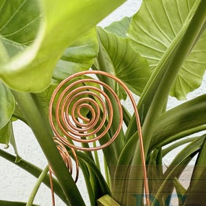 Può includere: Primo piano di un supporto per piante a spirale in rame incastonato tra grandi foglie verdi. Il supporto è realizzato con filo di rame sottile e avvolto, creando un elemento decorativo e funzionale per le piante rampicanti. Le foglie sono di un verde vibrante.