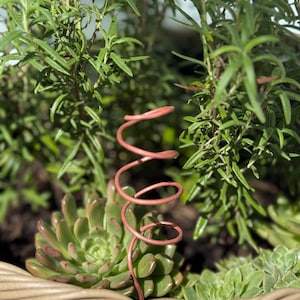 May include: A close-up of a woven basket filled with green succulents and rosemary. A decorative, spiral-shaped, reddish-pink metal plant support is placed in the center of the arrangement. The basket is made of light brown woven material.