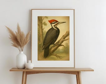 Ilustración vintage de pájaro carpintero crestado / Impresión digital de vida silvestre / Póster de aves de historia natural