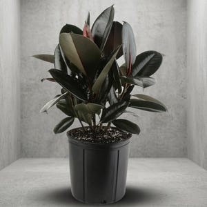 efn plants EFN Long Sleeve Shirt (Dark Gray)