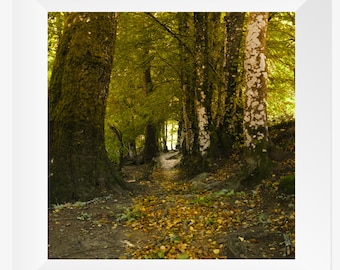 Lámina artística de un bosque otoñal en Pitlochry / Tierras Altas de Escocia / Impresión giclée / Regalo de Escocia
