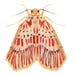 Frankie Footman Moth - Moth Art Print, Moth Decor, Insect Art Print