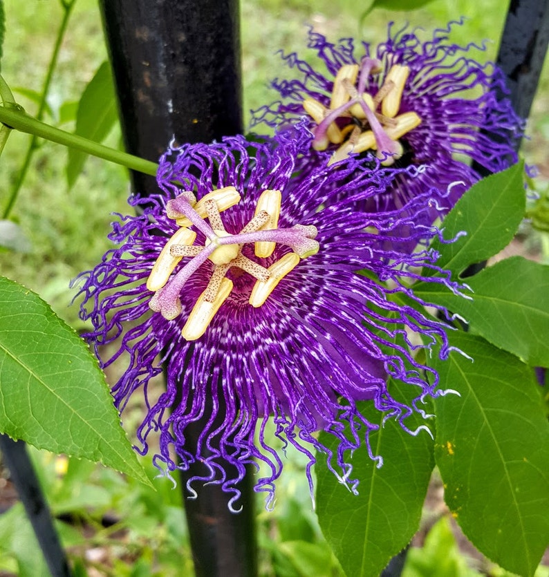 Passion Flower Live started potted Plant. Fragrant Purple Etsy