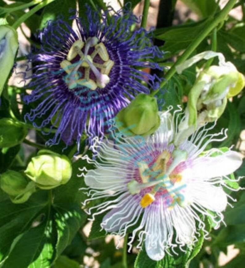 Passion Flower Live started potted Plant. Fragrant Purple Etsy