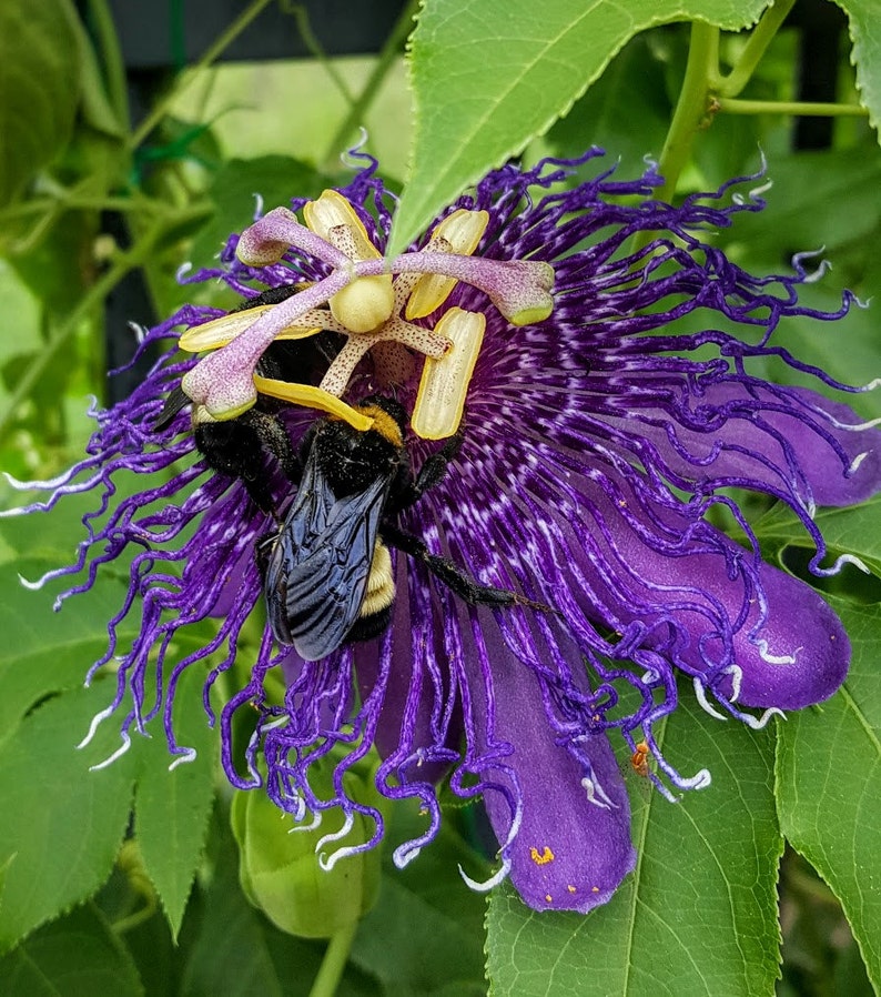 Passion Flower Live started potted Plant. Fragrant Purple Etsy