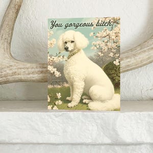 Funny Card with Poodle - You Gorgeous Bitch - Birthday Wedding Graduation Encouragement Cards