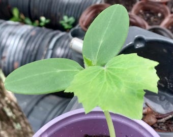 Organic Lemon Cucumber Seedling Starter Plant
