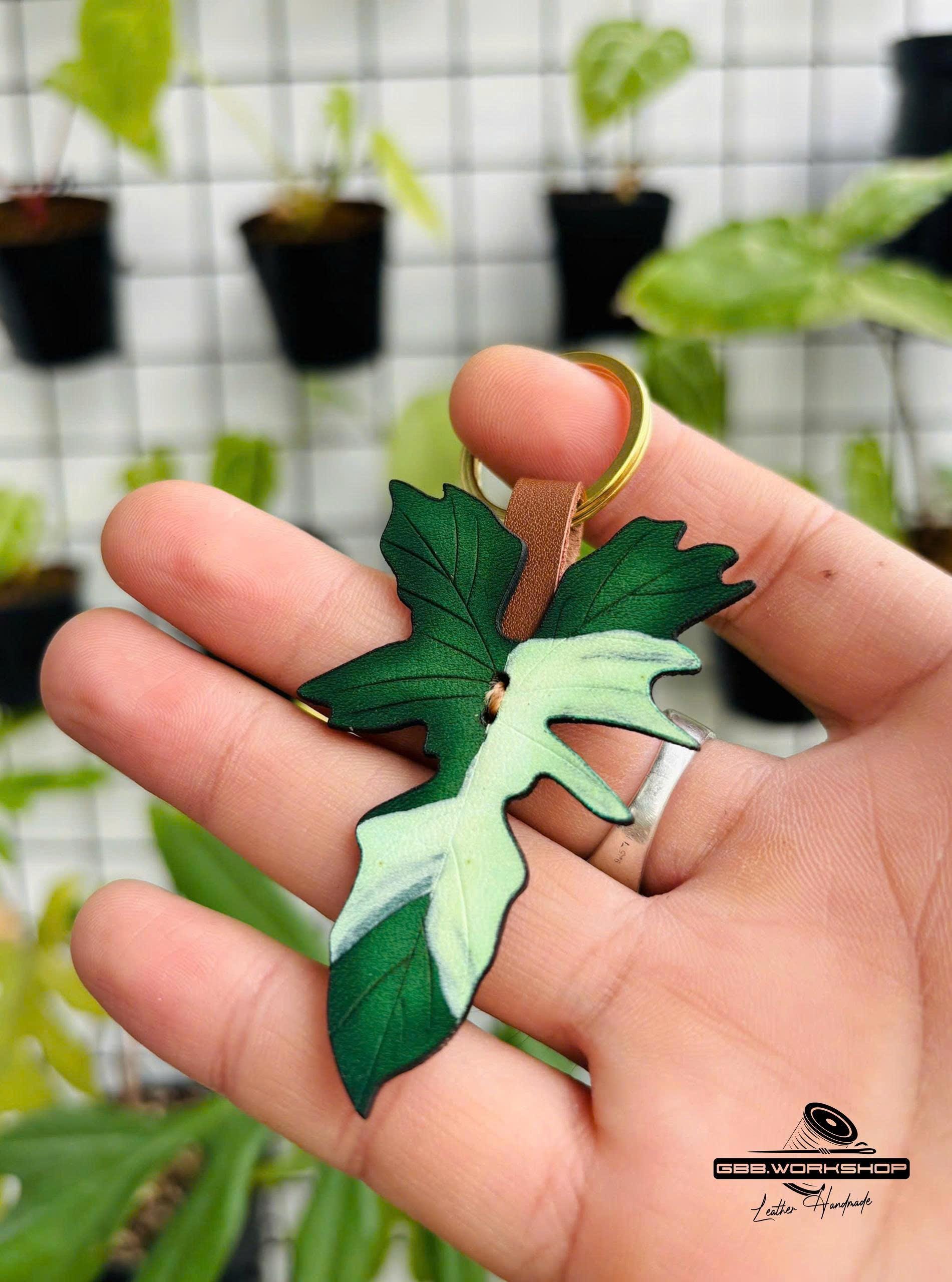 Philodendron golden dragon variegated - Etsy 日本