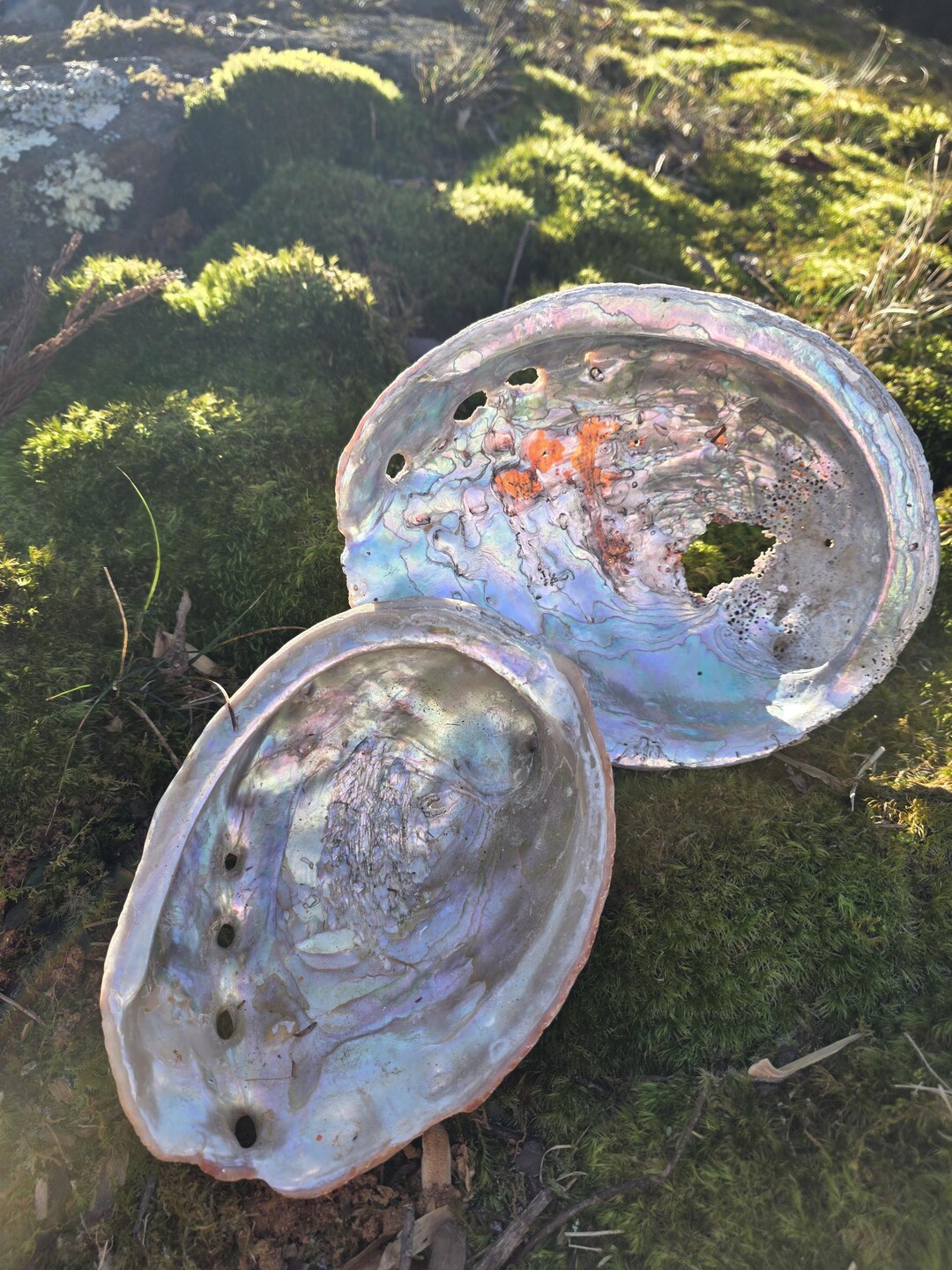 Set of Real Natural Abalone Shell Accents | Iridescent Coastal Decor ...