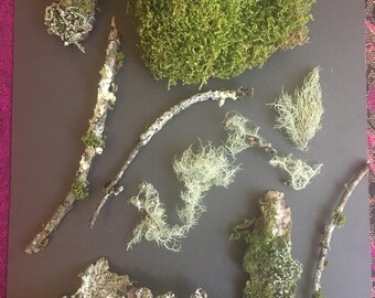Mix of Dried Moss and Lichen Branches and Bark