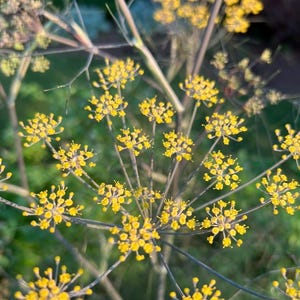 Può includere: Primo piano di una pianta con numerosi piccoli grappoli di fiori giallo brillante. I fiori sono disposti a forma di ombrello, con sottili steli verde scuro. Lo sfondo è sfocato, suggerendo un ambiente naturale all'aperto.