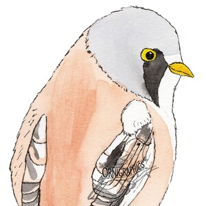 Könnte beinhalten: Aquarellillustration eines Vogels mit grauem Kopf, schwarzer Maske und gelbem Schnabel. Der Körper des Vogels ist pfirsichfarben mit grauen und weißen Flügelmarkierungen. Der Text "ORNIGRAPHICS" ist auf dem Flügel sichtbar.
