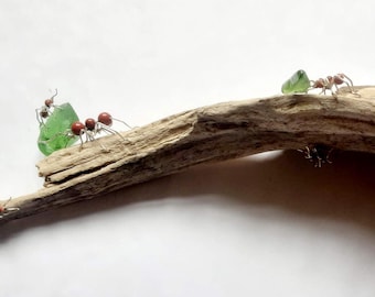 Leaf Cutter Ants sculpture five sizes