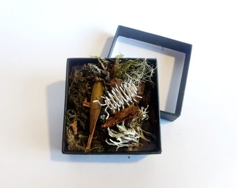 Little woodlouse in a gift box filled with moss and leaf litter