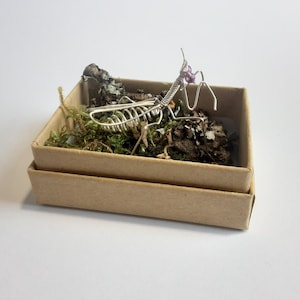 Tiny preying mantis in a gift box