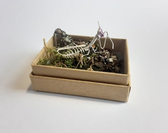 カマキリの大型メス標本のみ。 - Etsy 日本