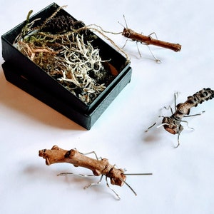 Small Stick Insect in a box gift