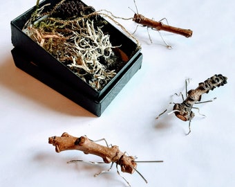 Small Stick Insect in a box gift