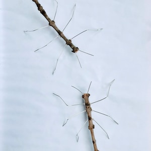 Op de afbeelding: Twee stok insectensculpturen gemaakt van takjes en draad. De insecten zijn geposeerd met hun poten uitgestrekt.