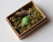 Small Snail in a Box Gift