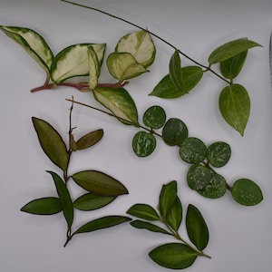 Hoya Cuttings Bundle - Variegated Burtoniae, Carnose Krimson Princess, Mathilde Splash, Rosita & Fitchii / Rare Houseplant Starter Pack